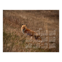Fox dans l'herbe ; Calendrier 2013 Impressions Photographiques
