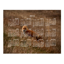 Fox dans l'herbe ; Calendrier 2013 Cartes Postales