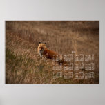 Fox dans l'herbe ; Calendrier 2013 Posters