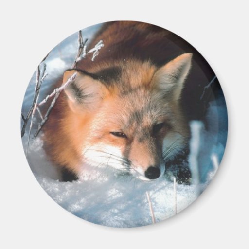 Fox de neige magnets pour réfrigérateur