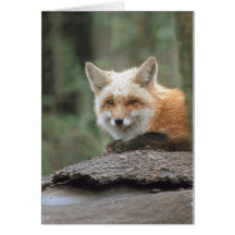 Fox rouge (vulpes de Vulpes) Cartes De Vœux