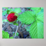Fraisier commun et feuille affiches