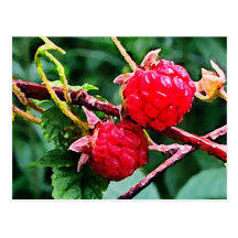 Framboises sauvages carte postale