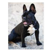 Français Bulldog Carte Postale