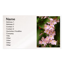 Frangipani hawaïen cartes de visite personnelles