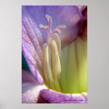 Freesia bleu affiche