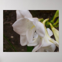 Freesias blancs affiches