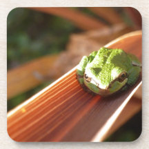 Frog in the sun coasters