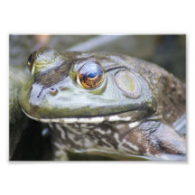 Froggie 7 x épreuve photographique 5