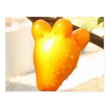 Fruit de visage de Fox (mammosum de solanum) Carte Postale