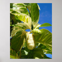 Fruit varié de Noni Affiche