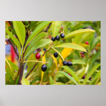 Fruits noirs et rouges posters