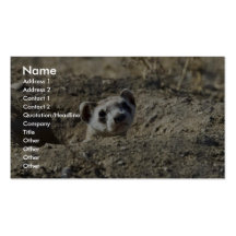 Furet Noir-Aux pieds (captif) Carte De Visite