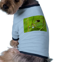 Gaffez l'abeille 8428860.jpg vêtements pour chien