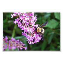 Gaffez l'abeille sur la copie pourpre de fleur impressions photo