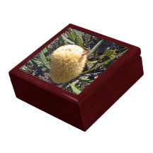 Gaffez l'abeille sur la fleur de banksia boîte à babioles
