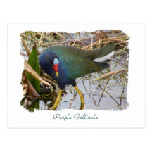 Gallinule pourpre cartes postales