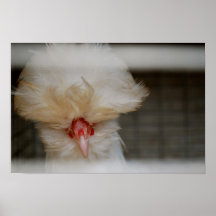 Gallo Affiches