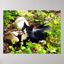 Garden Cat Poster