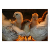 Gardes de poulet cartes de vœux