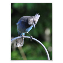 geai 5X7 stellaire Photo D’art