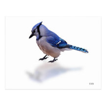 Geai bleu carte postale