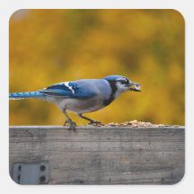 Geai bleu de chute adhésif