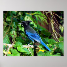 Geai bleu, H. Posters