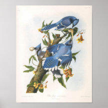 Geai bleu, John James Audubon Affiches