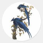 Geai de Colombie par John James Audubon Adhésif Rond