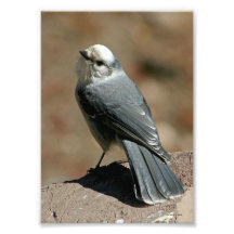 Geai gris dans 5x7 tirages photo
