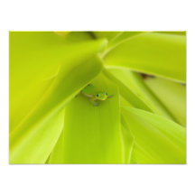Gecko de jour de la poussière d'or photo d’art