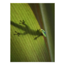 Gecko de jour de la poussière d'or photographes