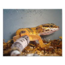 Gecko de léopard photos sur toile