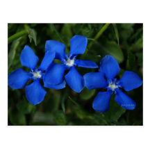 gentianes bleues carte postale