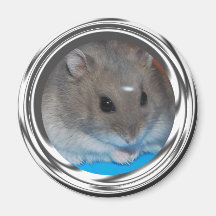 Gentillesse de hamster aimants