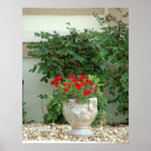 Géranium rouge, copie posters