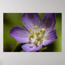 Géranium sauvage posters