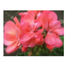 Géraniums roses 2 carte postale