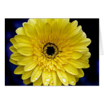 Gerbera jaune carte de vœux