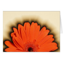 Gerbera profond carte de vœux