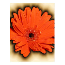 Gerbera profond carte postale