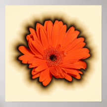 Gerbera profond posters
