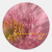 Gerbera rose • Autocollant de mariage de janvier