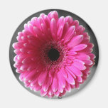 Gerbera rose magnets