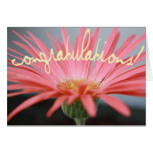 Gerbera rose mou - carte de félicitations
