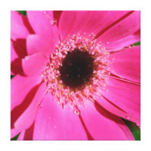 Gerbera rose - toile toile tendue sur châssis