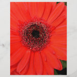 Gerbera rouge prospectus customisé