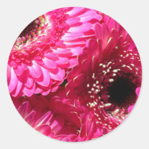 Gerberas roses adhésif rond