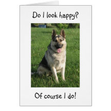 GERMAN SHEPHERD IS SO HAPPY U R "40" NOT HIM GREETING CARDS